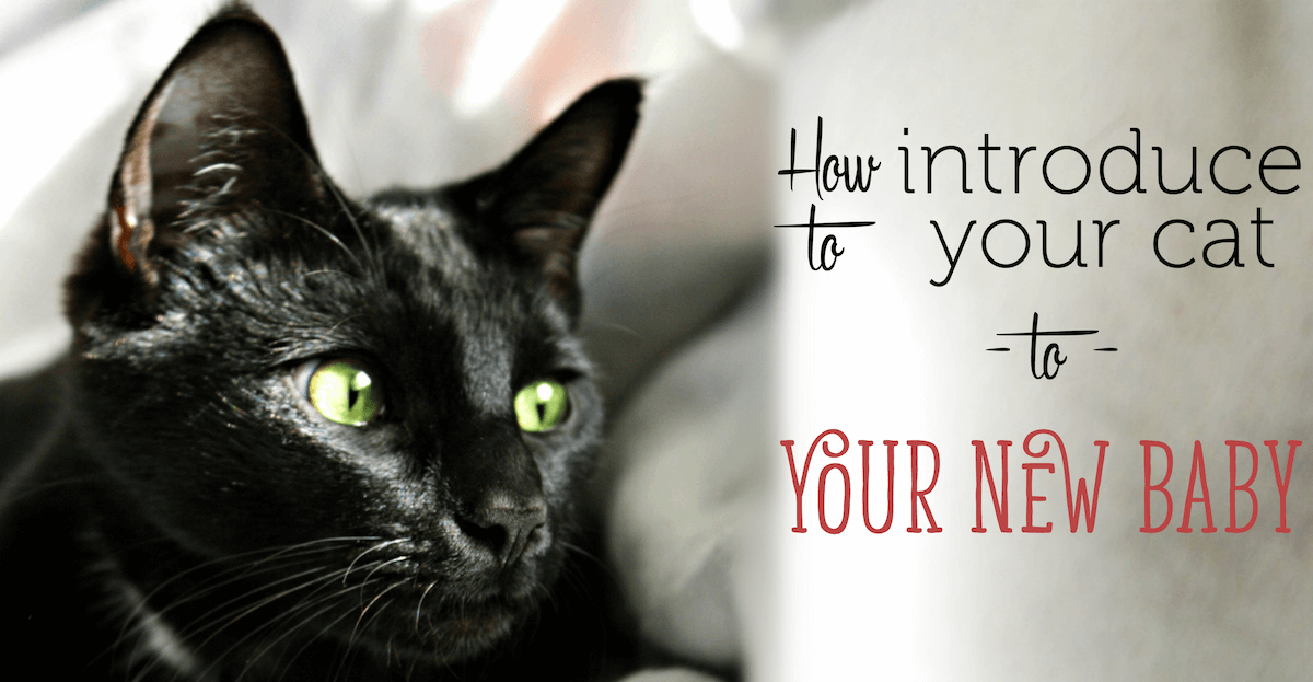 how to introduce a to a cat how to introduce your cat to your new baby how to introduce a to a cat how to introduce your cat to your new baby