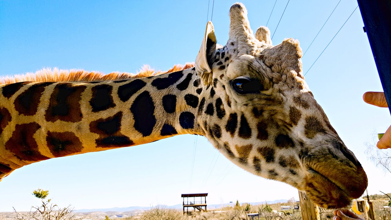 Out of Africa Wildlife Park in Arizona Review