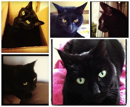 Feliway for cats reviews cheap