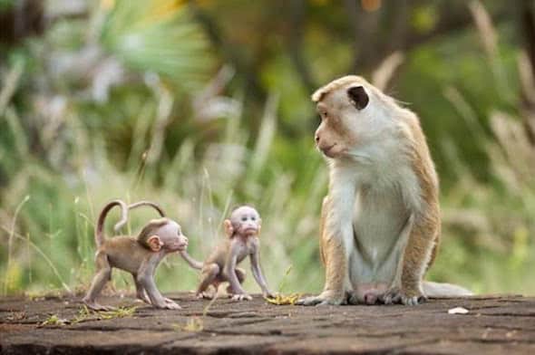 Disney Nature Monkey Kingdom