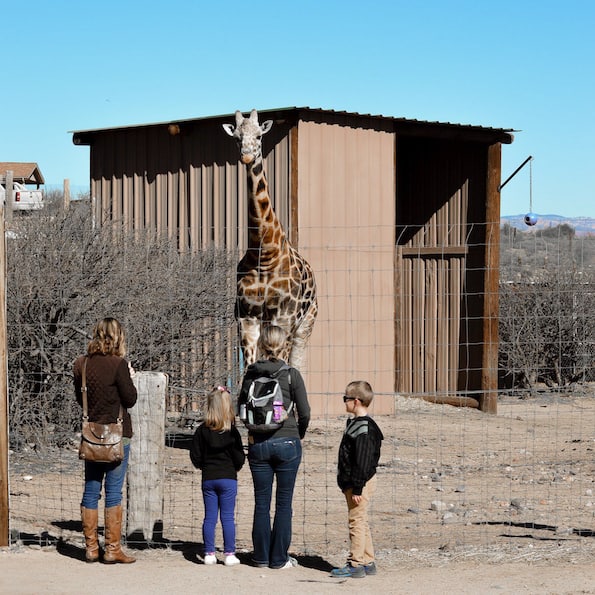 Out of Africa Wildlife Park Arizona Pilgrim the Giraffe