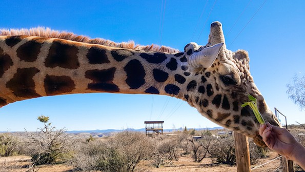 Out of africa wildlife park arizona feeding giraffe celery