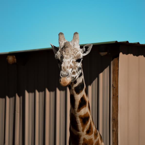 out of africa wildlife park arizona pilgrim giraffe
