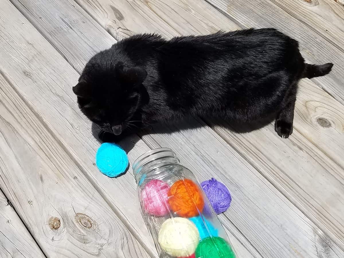 DIY Catnip Yarn Ball - Salty Canary