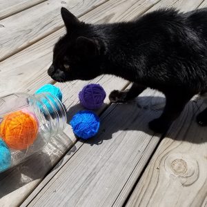easy homemade cat toy