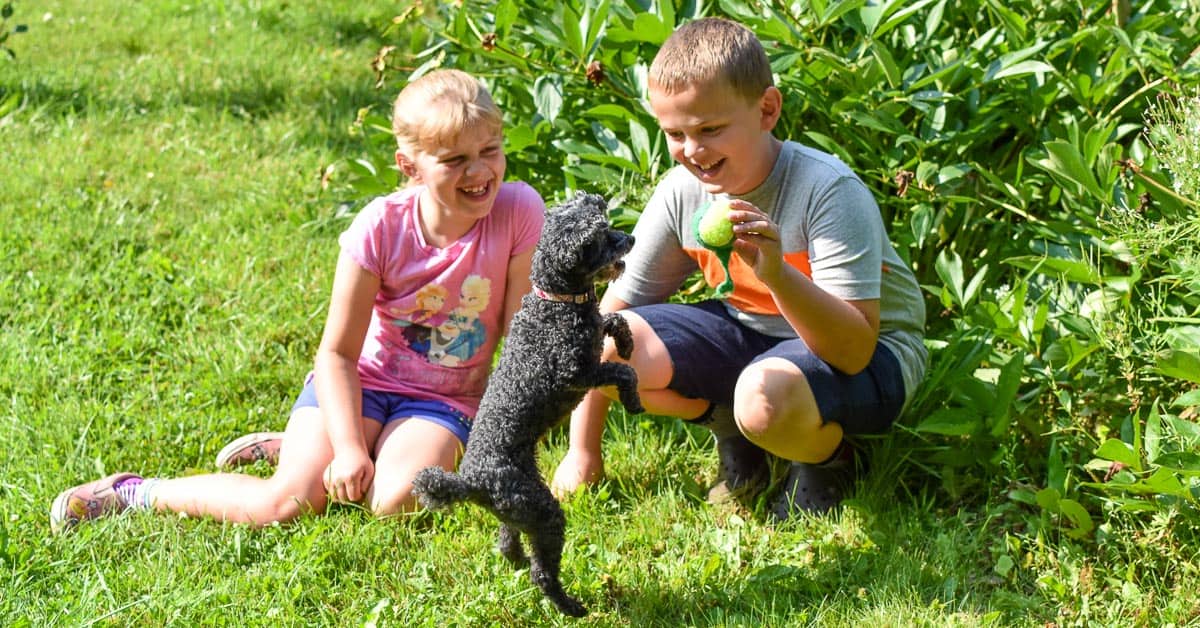 How to have Family Fun with Your Dog