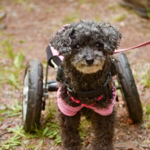 paralyzed dog with wheelchair