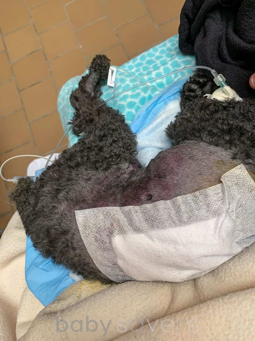 injured dog with bandage and fentanyl drip