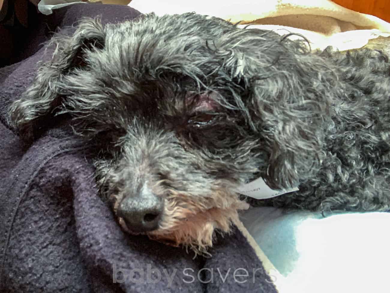 injured dog with bruised eye