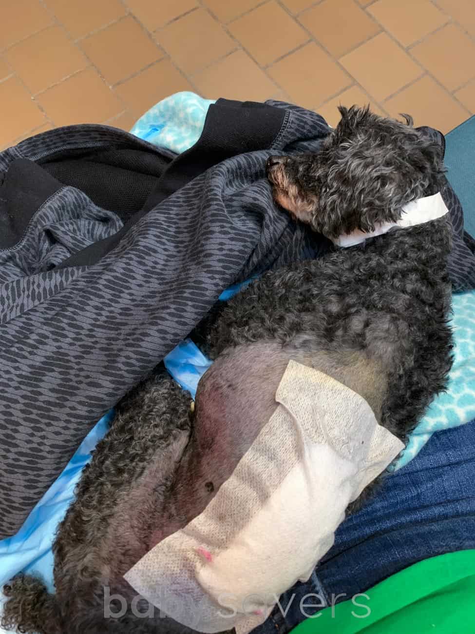 bruised dog with bandage sleeping