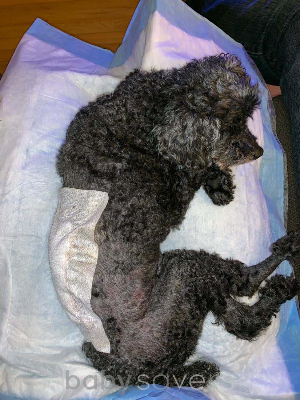 dog after surgery