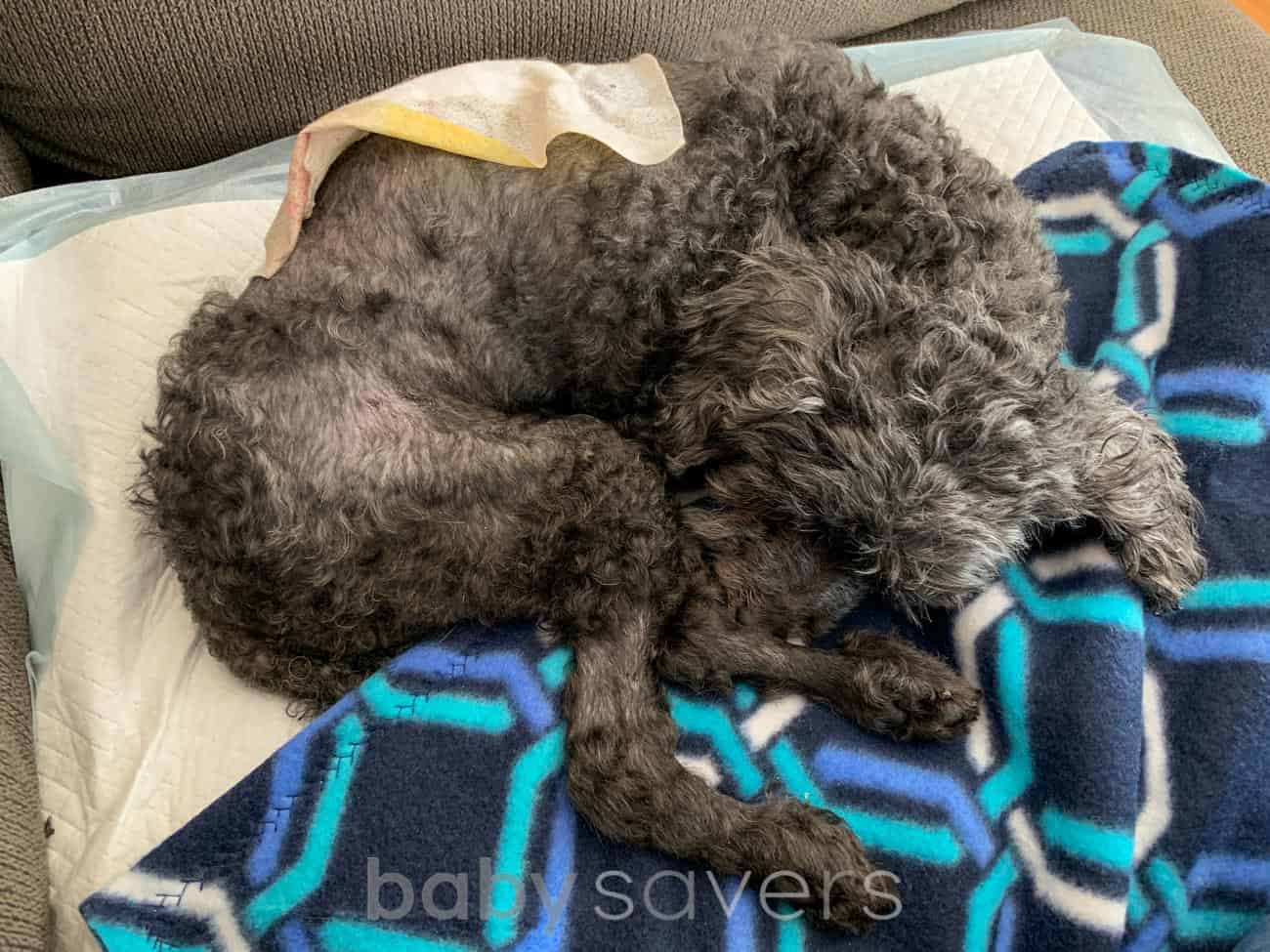 sleeping dog with bandage after surgery