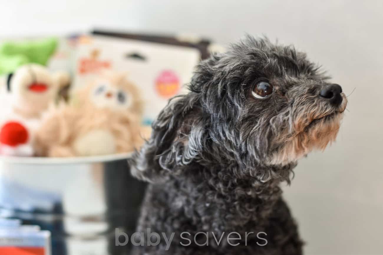 injured dog with bucket of toys