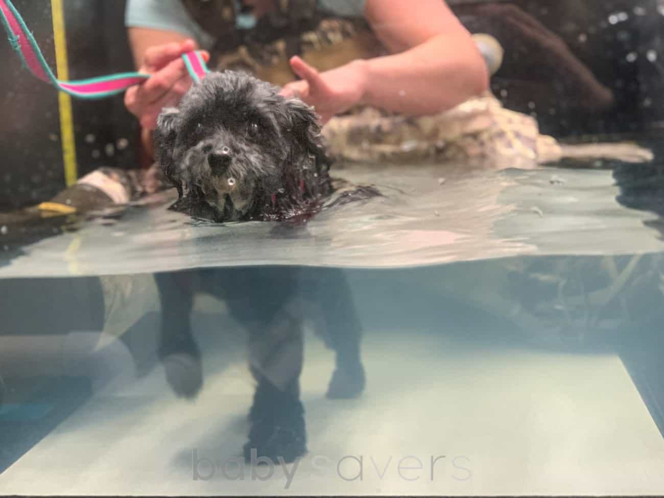 paralyzed dog in hydrotherapy