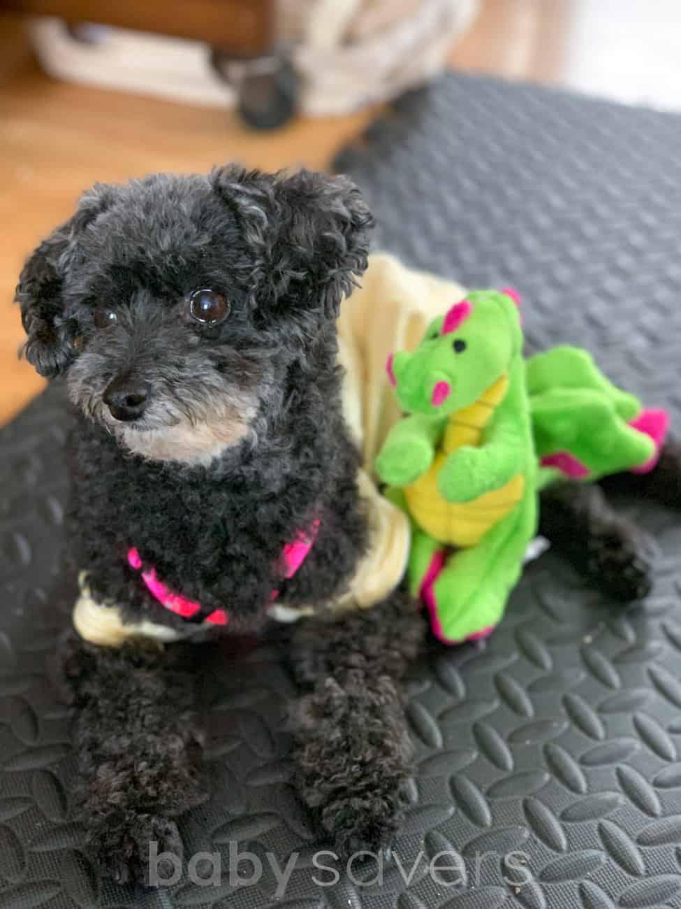 dog on floor with toys