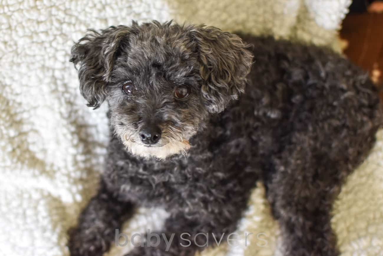 black dog on blanket