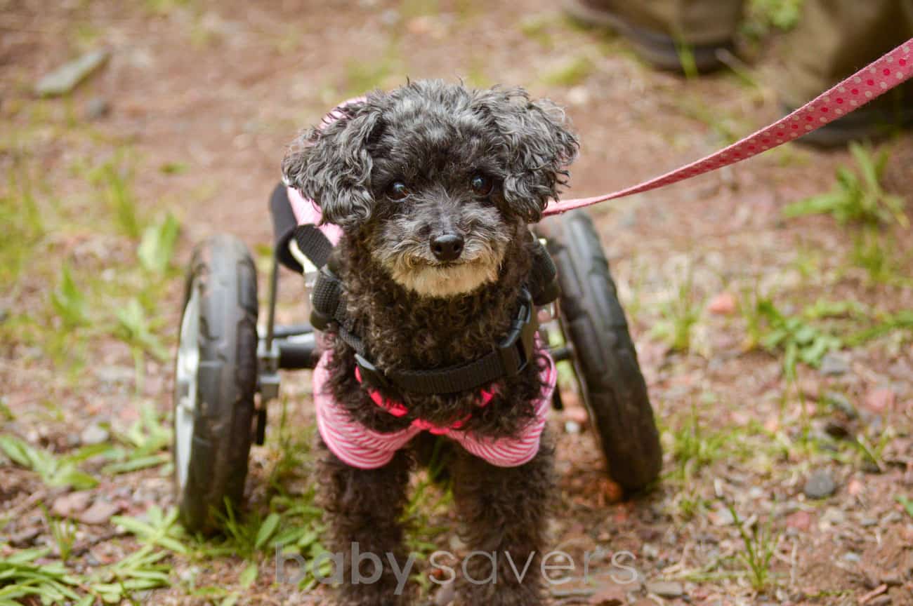 paralyzed dog in wheelchair