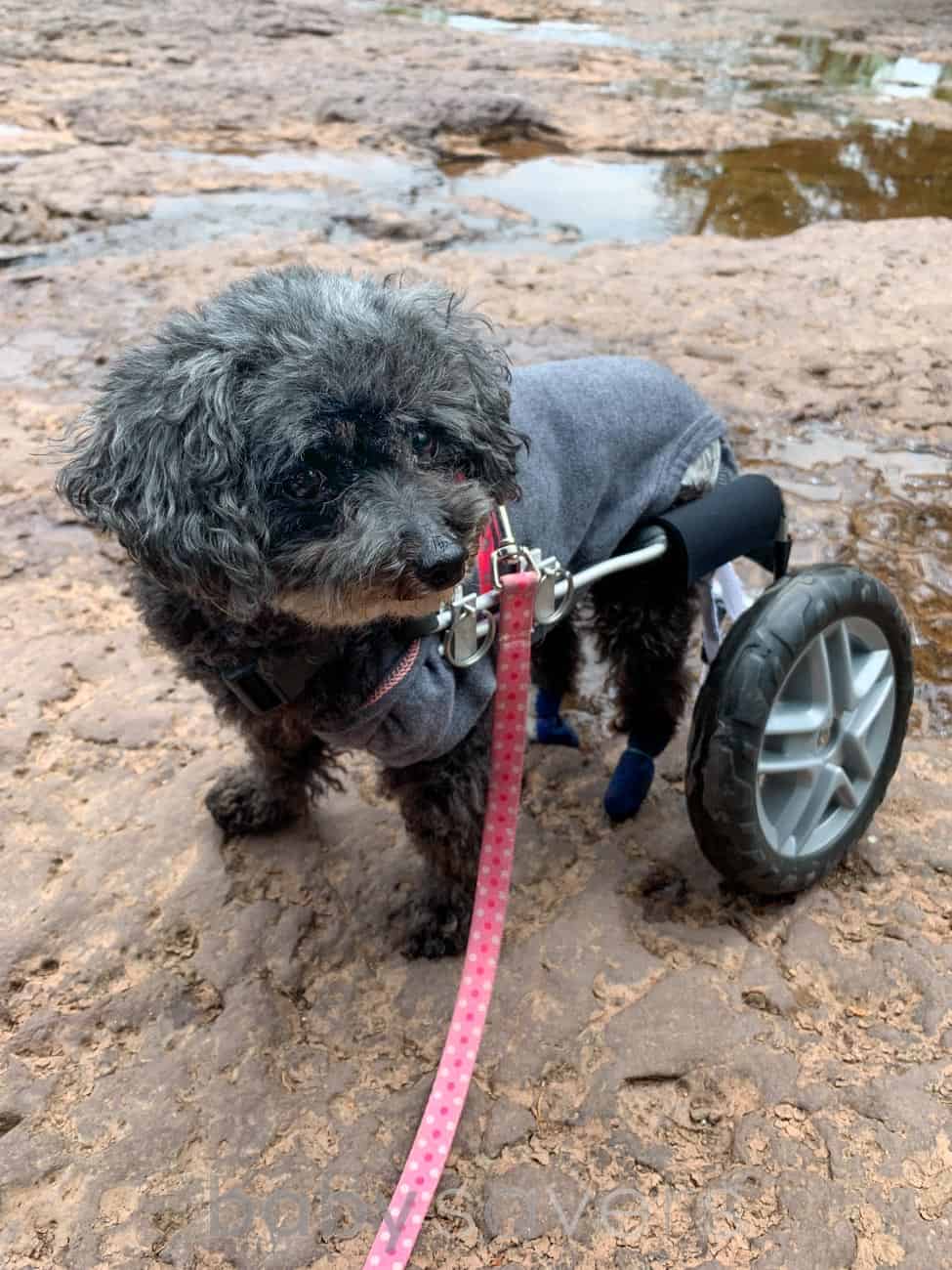 dog in wheelchair