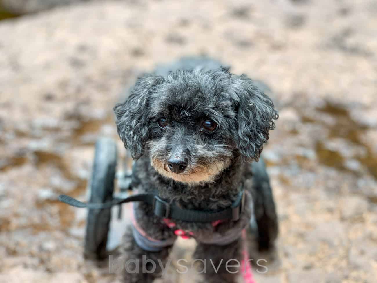 dog in wheelchair