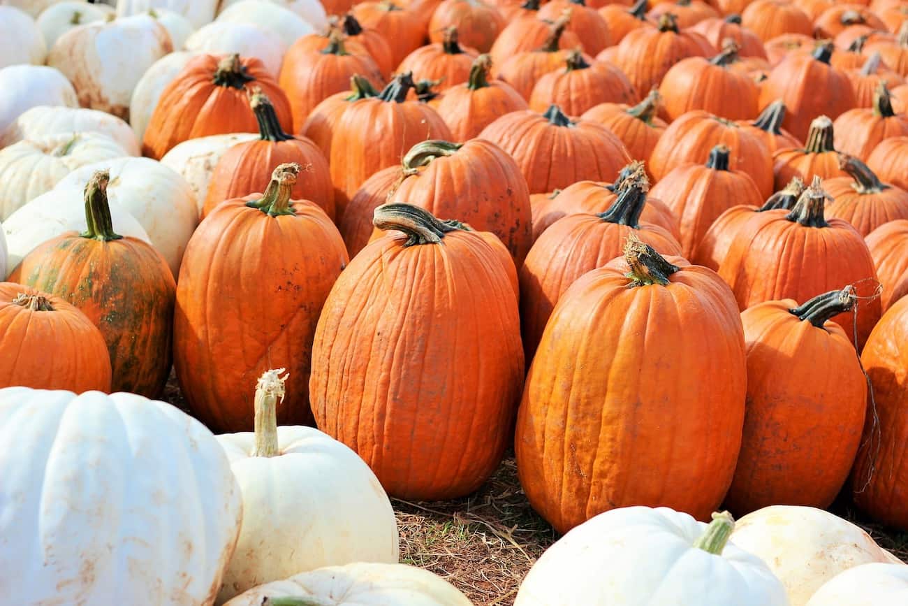 pumpkin patch with orange pumpkins and white pumpkins for carving and painting