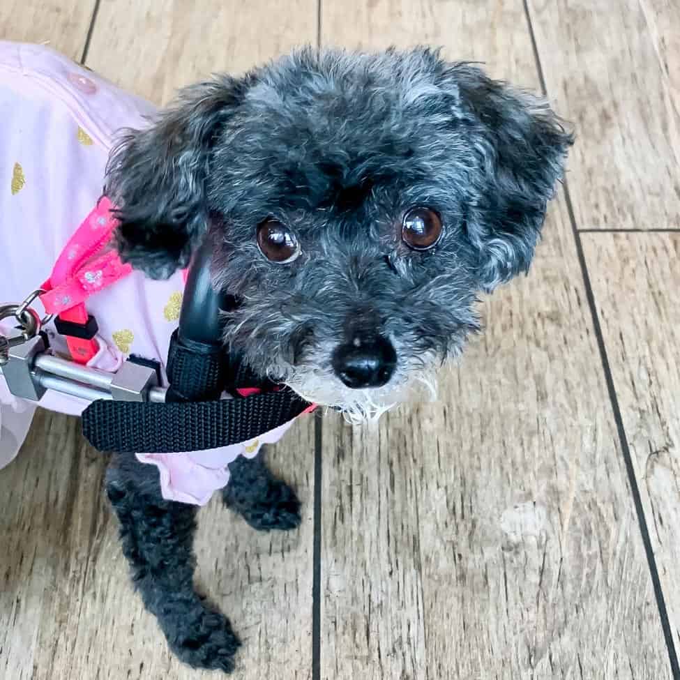 Embark DNA Dog Test Review Read This Before Spending Your Money