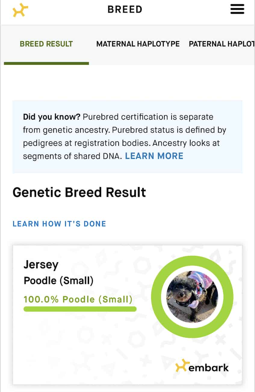 Embark Vet dog dna test review