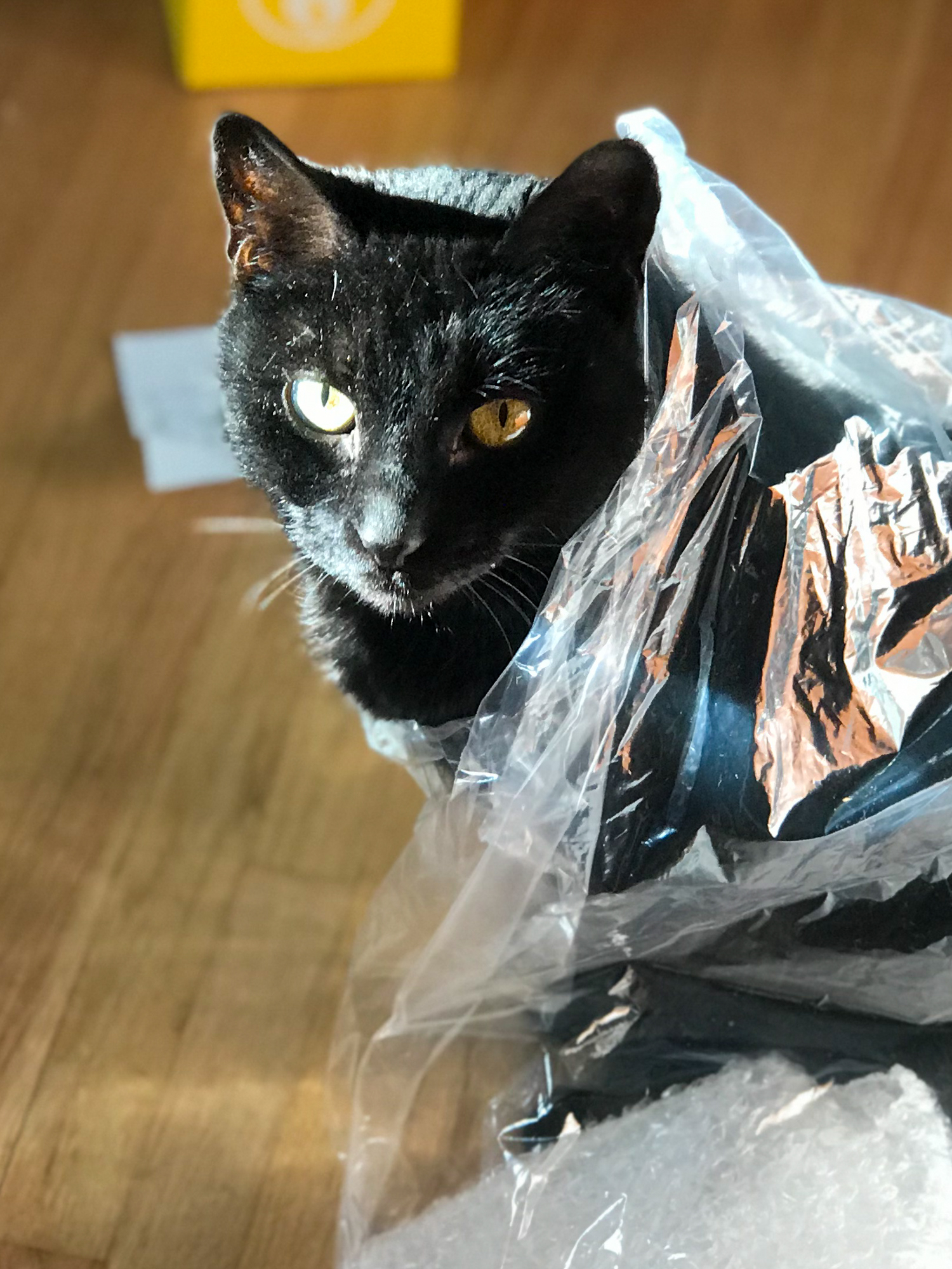 Black cat in plastic for Halloween cat pumpkin carving stencils