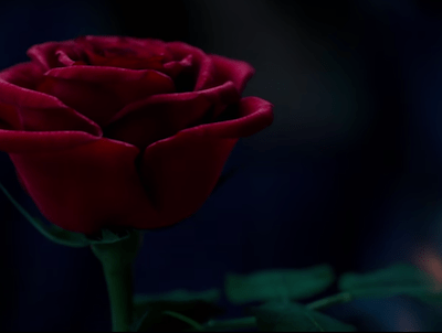 live beauty and the beast rose