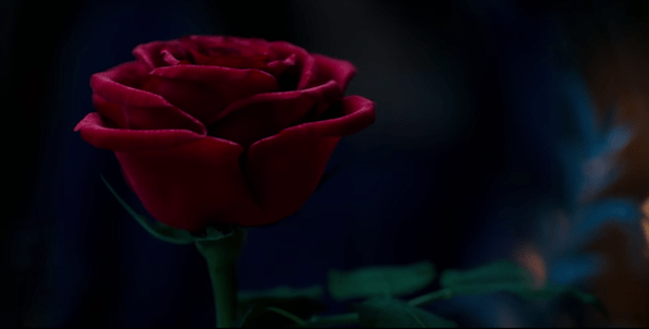 live beauty and the beast rose
