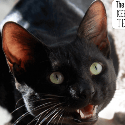 easiest way to keep your cat's teeth clean