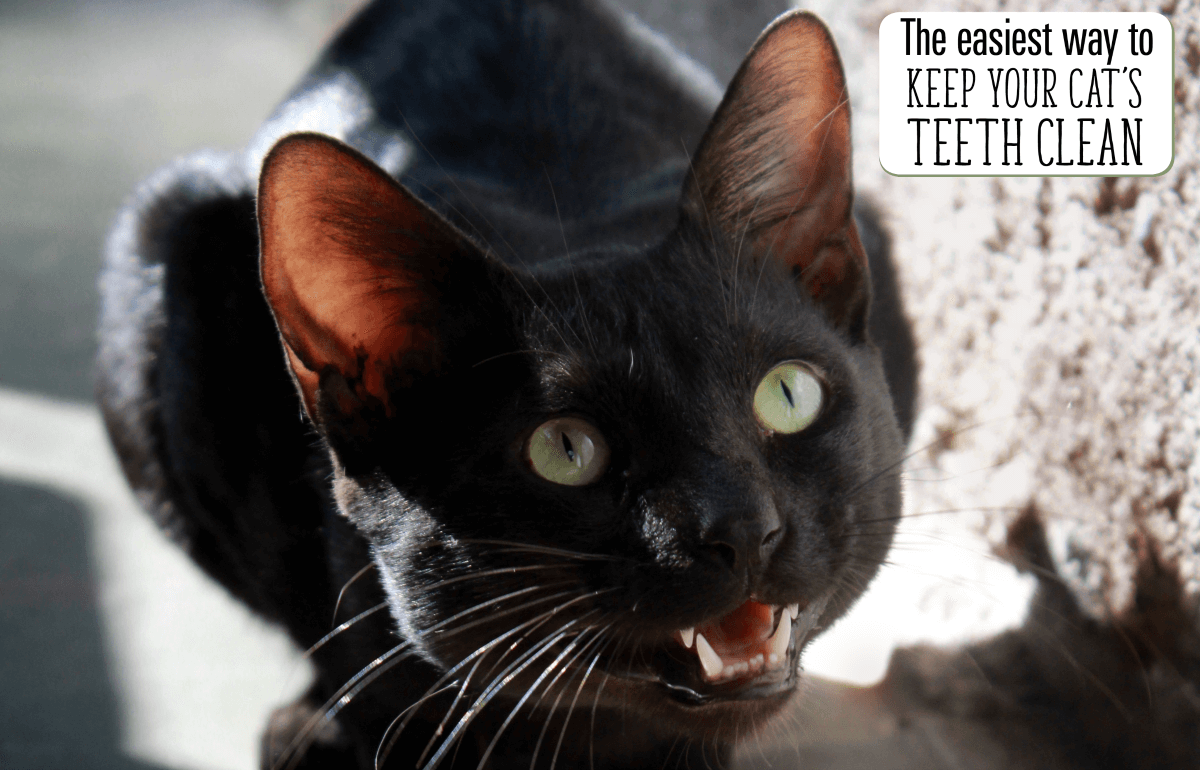 easiest way to keep your cat's teeth clean